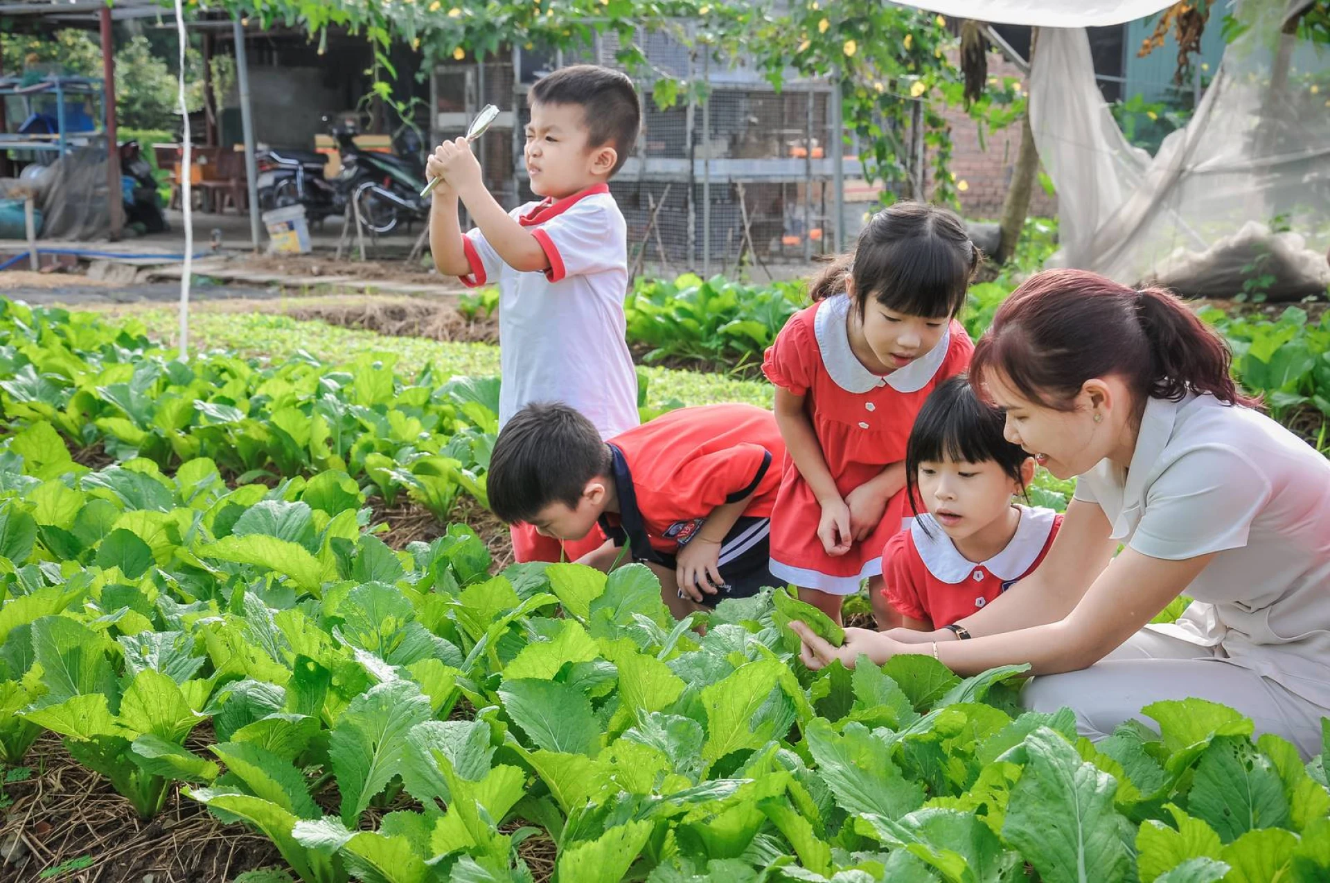 Trường mầm non Việt Anh VBIS